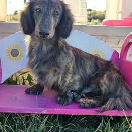 Dozer - Dachshund