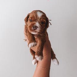 Honey (Pink) - Red  female Goldendoodle puppy in Beaverton, Oregon from Henry Elliots