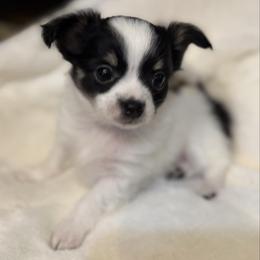 Chase - Black and white male Chihuahua puppy in Amity, Pennsylvania from Rhoda and Verna