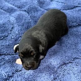 Michael - Black tri-color male Australian Shepherd puppy in Mount Vernon, Texas from RJ's Aussie Posse