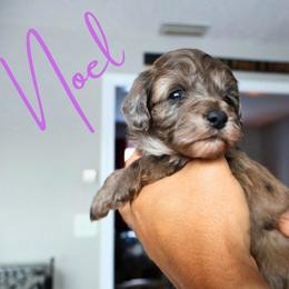 Noel - Parti female Goldendoodle puppy in Enfield, Connecticut from Sweet Connecticut Doodles