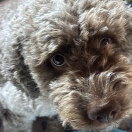 Dahlia - Lagotto Romagnolo