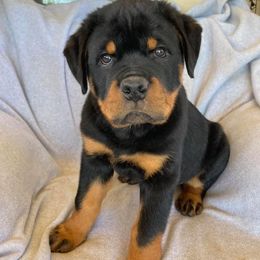 Rottweiler Puppies from Hill Top Rottweiler