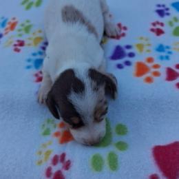 Luke - Piebald male Dachshund puppy in Piggott, Arkansas from KL Country