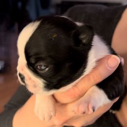 Boston Terrier Puppies from Benders Boston’s