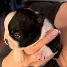 Boston Terrier Puppies from Benders Boston’s