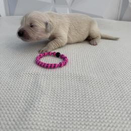 Pink spotted collar - Light golden female Golden Retriever puppy in Radcliff, Kentucky from It’s A Golden Life