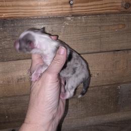 M-1 - Blue merle and white male Shetland Sheepdog puppy in Citra, Florida from Southpaw Herders LLC