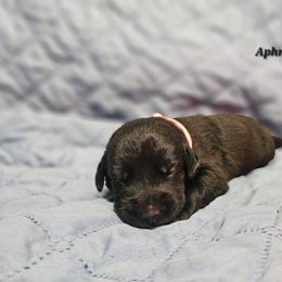 Labrador Retriever Puppies from Hicks Family Homestead