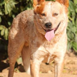 Australian Cattle Dog puppies from A2 Australian Cattle Dogs
