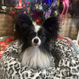 Norwegian Elkhound and Papillon All Grown Up from Mikanon