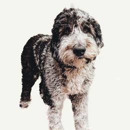 Briggs - Sheepadoodle