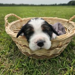 Hawk - Black white and tan male English Springer Spaniel puppy in Columbia, North Carolina from Kaitlin Bateman
