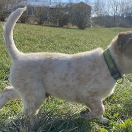 Mad Max💕Red Double mask long tail boy - Red mottled Australian Cattle Dog puppy in Liberty, Maine from Fox Field Farm