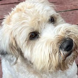 Pineapple - Soft Coated Wheaten Terrier