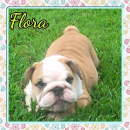 Bulldog and French Bulldog Puppies from Crystals Bulldog Bungalow