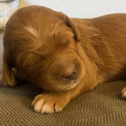 Goldendoodles from DaisysdoodlesAZ