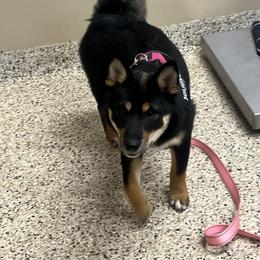 Shiba Inu Puppies from Haste