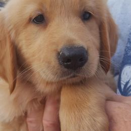 Goldendoodles and Golden Retrievers from Faye Faye’s Golden Doodles