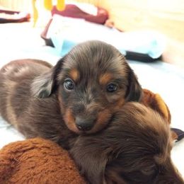 Dachshund Puppies from White River Valley Kennel