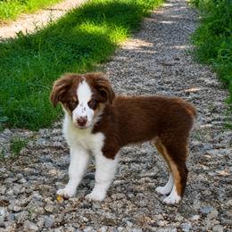 Anthony - Red tri male Miniature Australian Shepherd puppy in Macomb, Missouri from Show Me MO Aussies