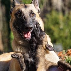 Belgian Malinois from Skyfall Kennels LLC