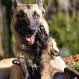 Belgian Malinois from Skyfall Kennels LLC