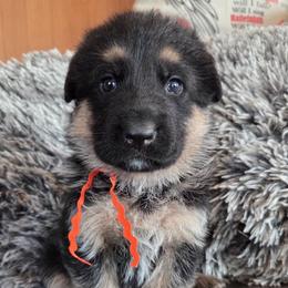 Dakari - Black and red female German Shepherd puppy in Harvard, Illinois from Aus Dem Meer German Shepherds