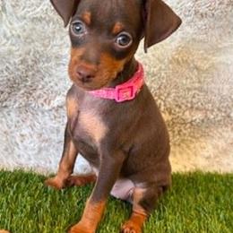 Miniature Pinscher Puppies from DeLeeuw Family Miniature Pinschers