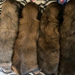 Shih Tzus from Monica's Shih Tzus