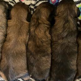 Shih Tzus from Monica's Shih Tzus