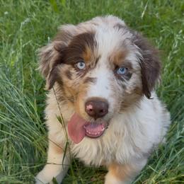 Porky - Red merle male Australian Shepherd puppy in Camas, Washington from Sayre Australian Shepherds