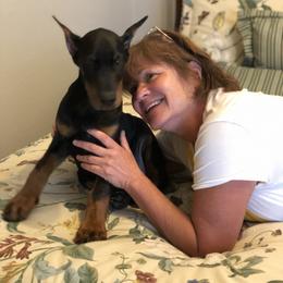 Doberman Pinscher Puppies from Imperium Dobermann Kennel