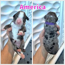 America - Blue merle female Bernedoodle puppy in Banner Elk, North Carolina from Walnut Tree Bernedoodles