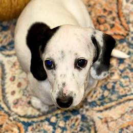 Snoopy - Piebald male Dachshund puppy in Fredonia, Arizona from Desert Horizon Dachshunds