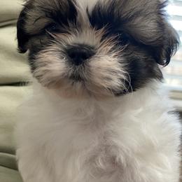 Shih Tzu Puppies from Willow Lane Shih Tzus
