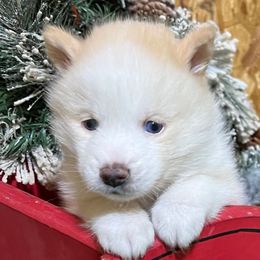Kahlua male light chocolate - Chocolate male Pomsky puppy in Enid, Oklahoma from Mile Hi Pomskies