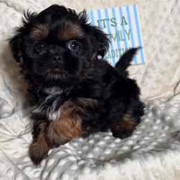 Kiki - Black and tan female Shih Tzu puppy in Rockville Centre, New York from Magnolia Tzus