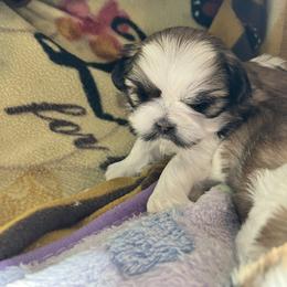 Shih Tzu Puppies from Simply Shih Tzu