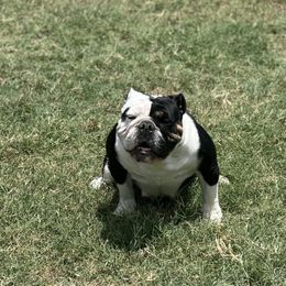 Bulldogs from Dallas Finest Bulldogs