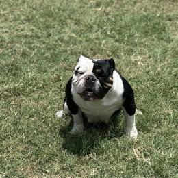 Bulldogs from Dallas Finest Bulldogs