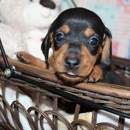 Boy 3 - Black and tan male Dachshund puppy in Craig, Colorado from Rocky Mountain Shih Tzus and Dry Creek Miniature Dachshunds