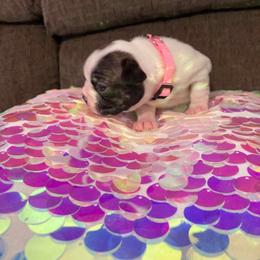 Carnation because she has pink collar. - Brindle and white female Boston Terrier puppy in Goshen, Ohio from Washburns bostons