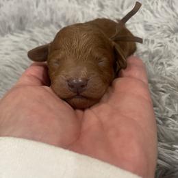 Max ( brown collar) - Red  male Goldendoodle puppy in Atco, New Jersey from Flannery’s lucky pup’s🍀