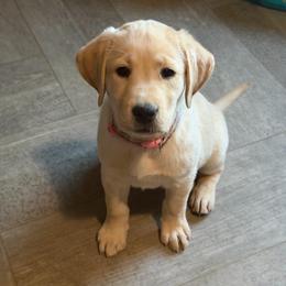 Hazelnut - Yellow female Labrador Retriever puppy in Wittmann, Arizona from AM Labradors