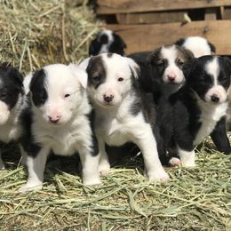 Border Collie Puppies from Simcoe Foothills Farm