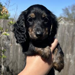 Dachshunds from R.G. Dachshunds
