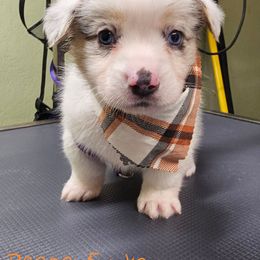 Reese - Blue merle and white male American Corgi puppy in Mansfield, Ohio from Moonrise corgis