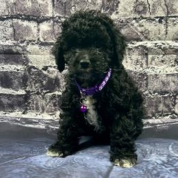 Phoebe - Black and white female Cockapoo puppy in Lancaster, Missouri from Cavapoo Acres