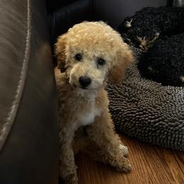 Blue - Apricot male Poodle puppy in Dallas, Texas from Infinity Poodles